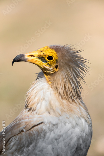 Aasgier  Egyptian Vulture  Neophron percnopterus