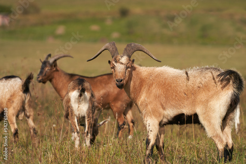 Grazing of mountain-type goats on an Alpine pasture. Selective focus. © ROMAN DZIUBALO
