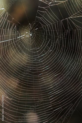 macro photograph of a spider web in vertical position