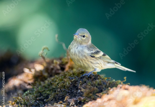 Citroenkanarie, Citril Finch, Serinus citrinella photo