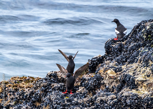 Pigeon Guillemots on Rocky Shore photo