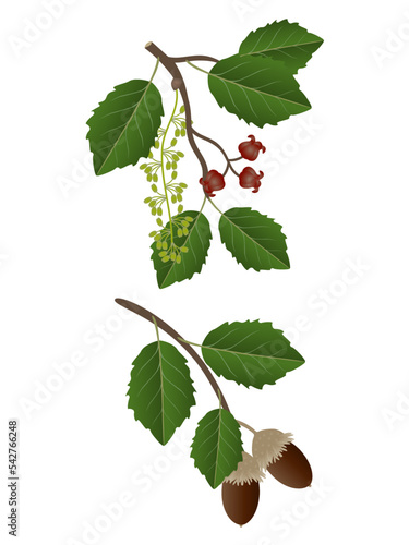 Flowers and acorns of a bark oak on a white background.