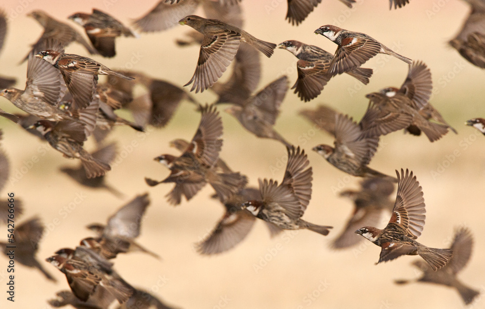 Fototapeta premium Spaanse Mus, Spanish Sparrow, Passer hispaniolensis