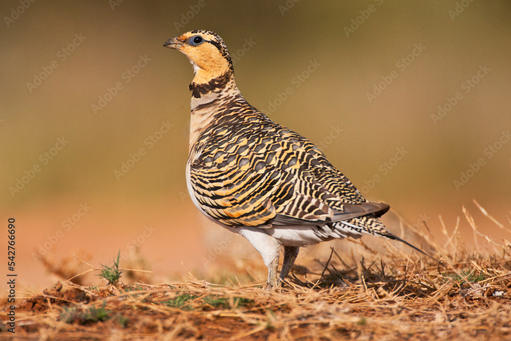 Witbuikzandhoen, Pin-tailed Sandgrouse, Pterocles alchata
