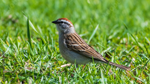 Chipping Sparrow © Randy Runtsch