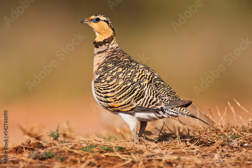 Obraz na płótnie Witbuikzandhoen, Pin-tailed Sandgrouse, Pterocles alchata w salonie