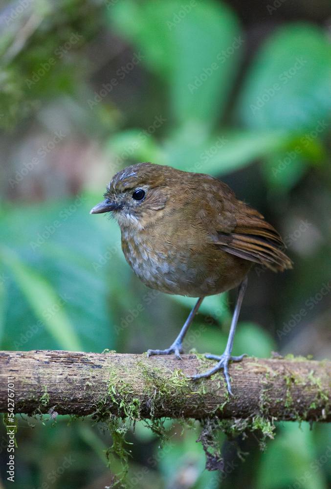 Caldasmierpitta, Brown-banded Antpitta, Grallaria milleri Caldasmierpitta, Brown-banded Antpitta, Grallaria milleri