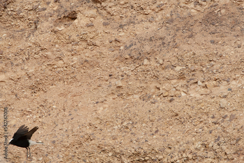 Witkruintapuit, White-crowned Wheatear, Oenanthe leucopyga photo