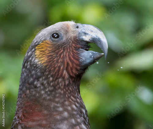 Kaka, Nestor meridionalis septentrionalis photo