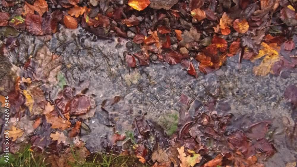 A small stream with clear clear water flowing among bright yellow-brown autumn leaves during the day in the forest, close-up view from above in slow motion and selective focus. A small stream with clear clear water flowing among bright yellow-brown autumn leaves during the day in the forest, close-up view from above in slow motion and selective focus.