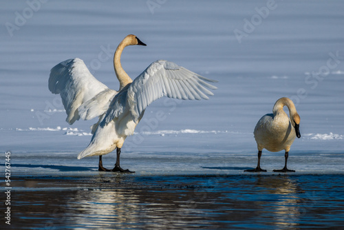 Trumpeter Swans on Snow and Ice photo