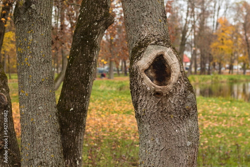 Fototapeta Naklejka Na Ścianę i Meble -  drzewo