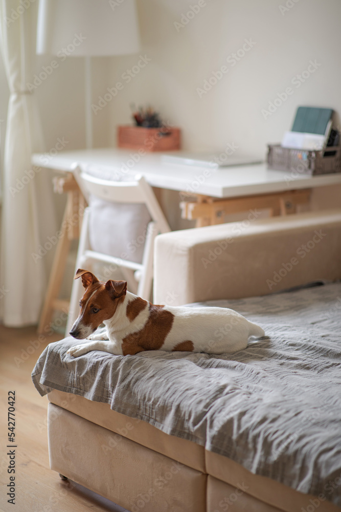 The young dog lies on the sofa in the apartment. The pet rests on the sofa after a walk. Jack russell in a cozy bright apartment