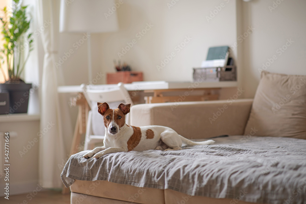 The young dog lies on the sofa in the apartment. The pet rests on the sofa after a walk. Jack russell in a cozy bright apartment