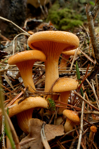 omphalotus olearius mushroom beautiful orange mushroom in forest in autumn in Rascafria Natural Park near Sierra de Guadarrama National Park.Madrid. Municipal term of Rascafria. Spain