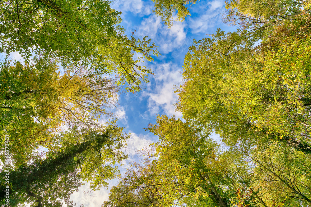 Obraz premium Some beautiful trees set against the blue sky. Colorful Autmn in the forest. Look up to the treetop