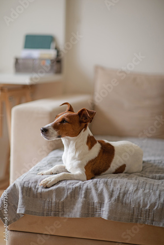 The young dog lies on the sofa in the apartment. The pet rests on the sofa after a walk. Jack russell in a cozy bright apartment © Alex