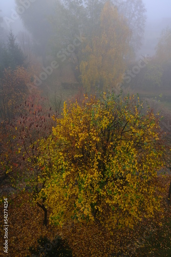 autumn in the fog