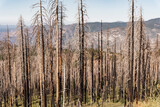 burnt trees after the wild fire