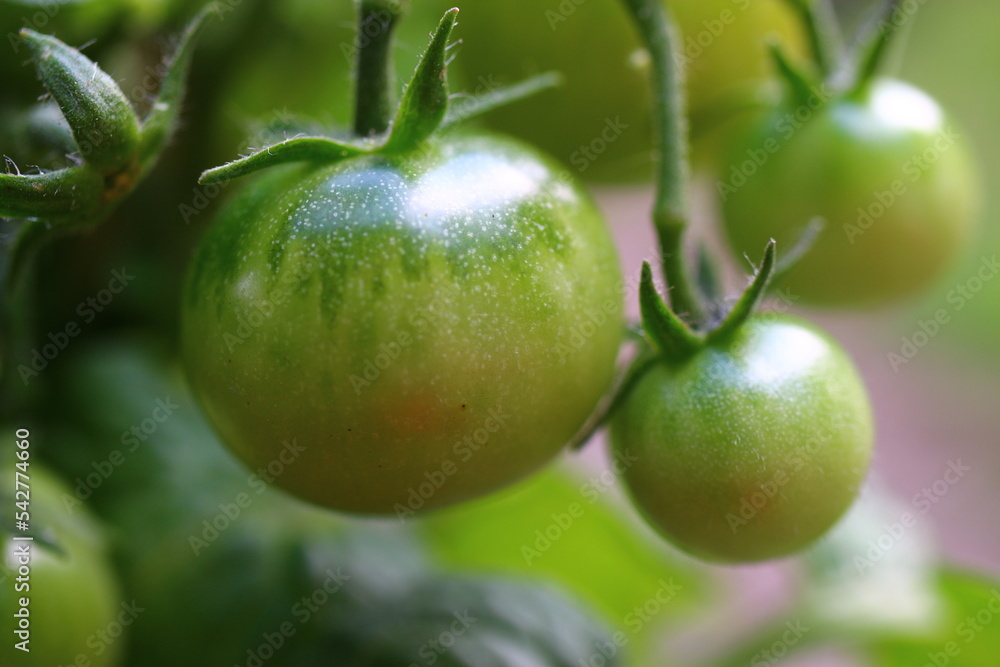 pomidor czerwony zielony - obrazy, fototapety, plakaty 