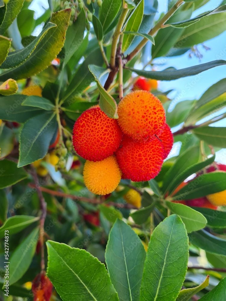 Obraz premium strawberry on the tree