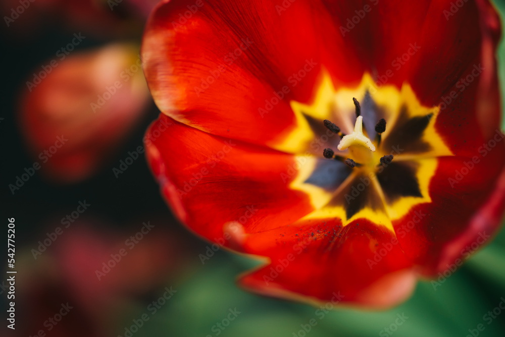 Leaves And Red Glitter Background, Red Tulip With Glitter Background Leaves And Red Glitter Background, Red Tulip With Glitter Background