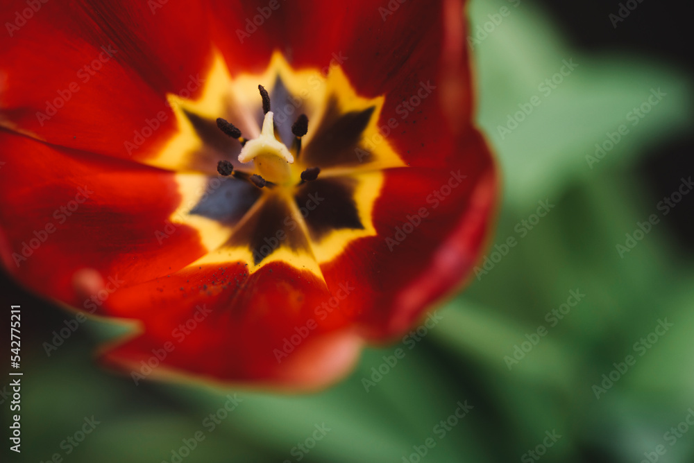 Fototapeta premium Leaves And Red Glitter Background, Red Tulip With Glitter Background