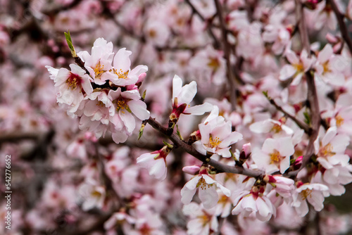 Almond tree branch blooming in the month of april in the mountain of Alicante.