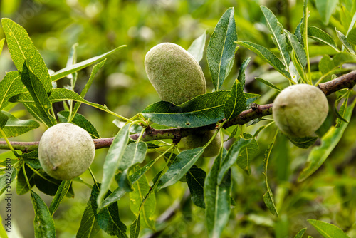 Tender green almonds on the branch of an almond tree.