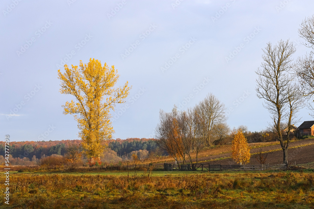 Fototapeta premium Autumn village landscape. Sunny morning, trees with yellow leaves, wooden fence, soft blue sky. The beauty of the native land. Golden autumn. Ukraine, Europe.