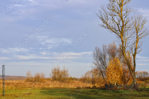 Autumn village landscape. Sunny morning  trees with yellow leaves  wooden fence  soft blue sky. The beauty of the native land. Golden autumn. Ukraine  Europe.
