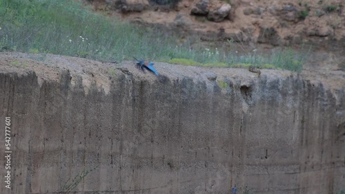 European Roller Coracias Garrulus in the wild. The bird flies away.