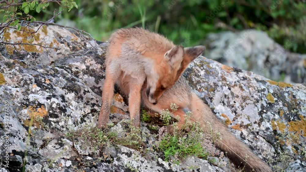 Cute young fox cub Vulpes vulpes In the wild. Cute young fox cub Vulpes vulpes In the wild.