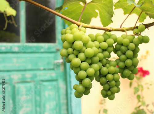 green grapes on vine italian garden style