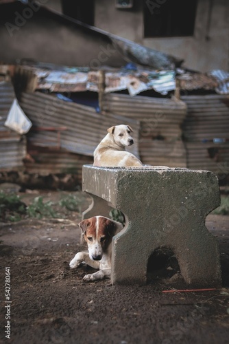 Photography Vertical of two dogs sitting together on a bench in an abandoned area in Bacolod