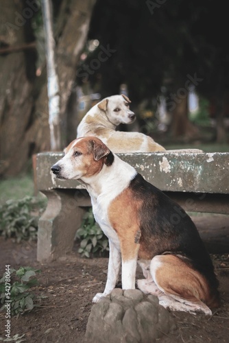 Canvas Print Vertical of two dogs sitting together on a bench in an abandoned area in Bacolod