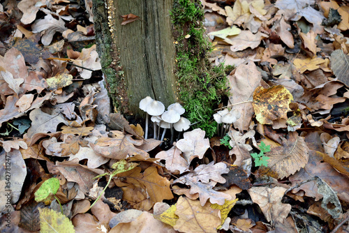 poisonous mushrooms in the autumn forest, close-up