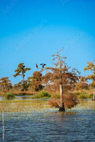 swamp bayou 