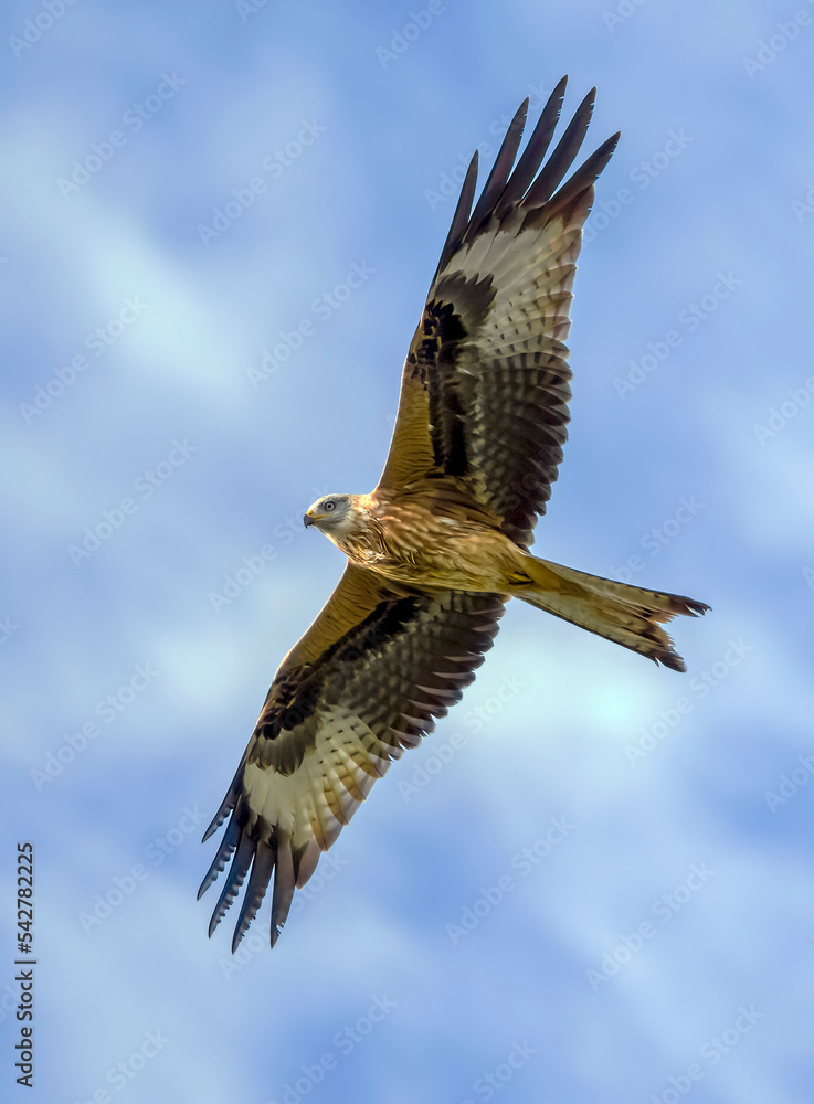 Obraz premium Red Kite in flight