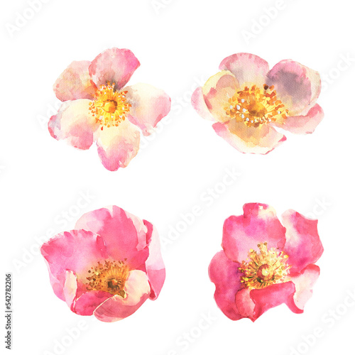 Set of elements, pink and white roses, dog rose, botanical illustration watercolor.