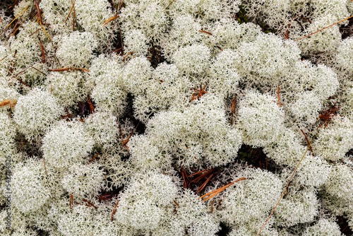 White star-tipped cup lichen (Cladonia stellaris) close up background photo