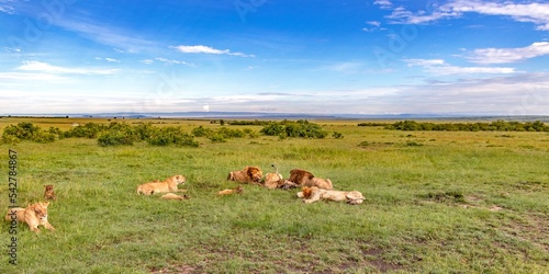 Lions eating in the grassland Savanah