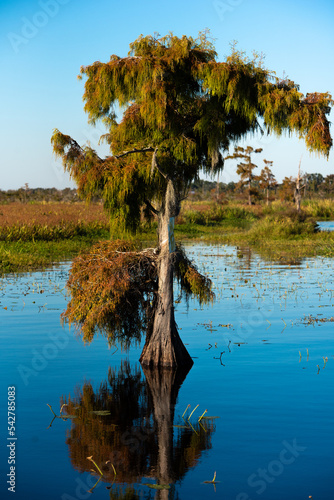 cypress tree on bayou