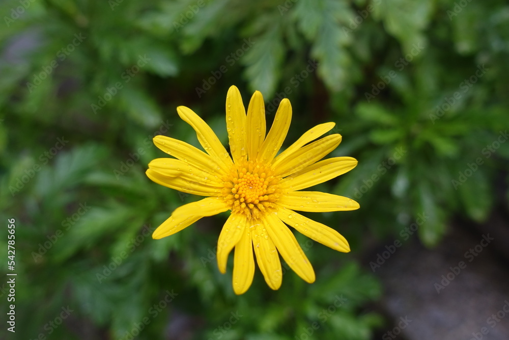 yellow flower in the garden yellow flower in the garden