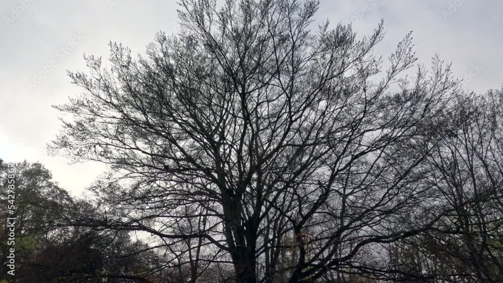 Silhouette of a tree in the fog. A walk in the autumn park. View of the park in autumn. Fallen leaves on the road in the park. Silhouette of a tree in the fog. A walk in the autumn park. View of the park in autumn. Fallen leaves on the road in the park.