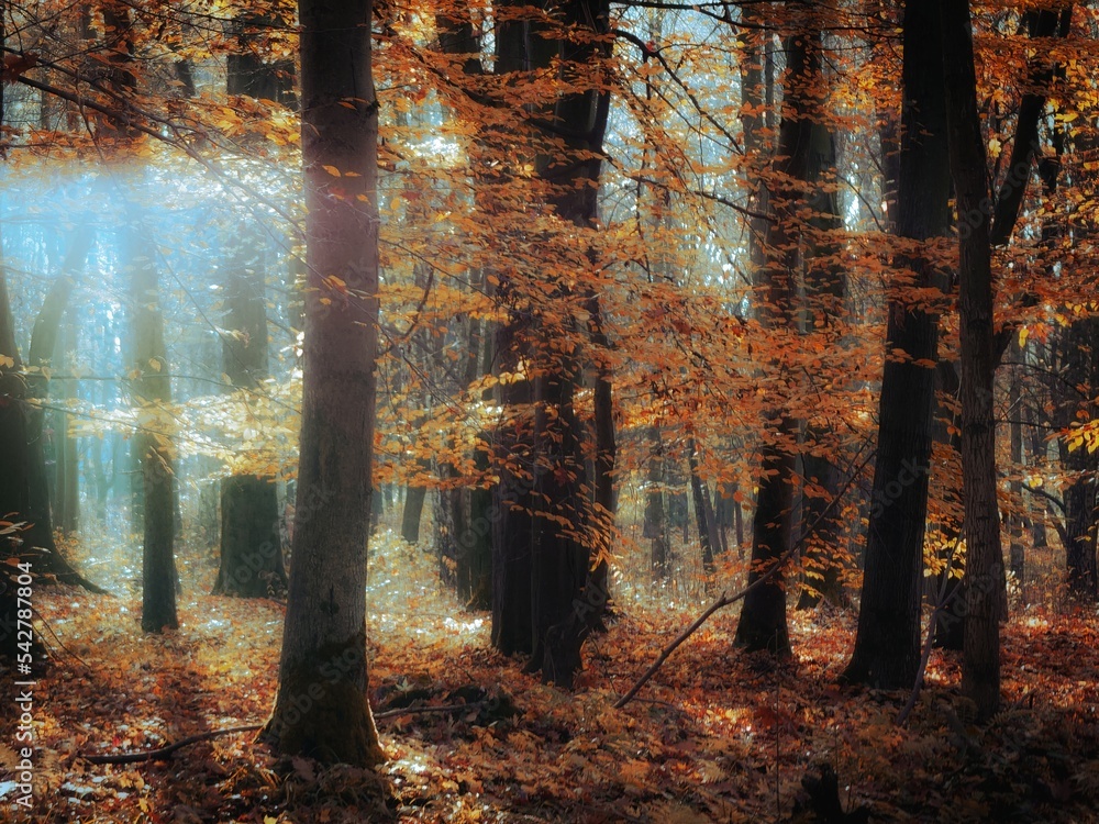 Sunny morning in the late autumn forest. Yellow and orange colors in a fairy woods. Beautiful leaves on the trees.