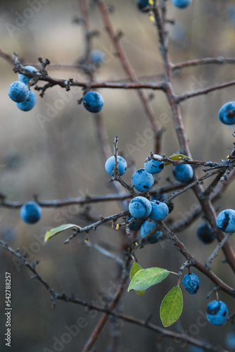 Blackthorn or sloe berries on branch with leaves on brown blurred background. Close-up of blue prunus spinosa berries on bush in wild nature.