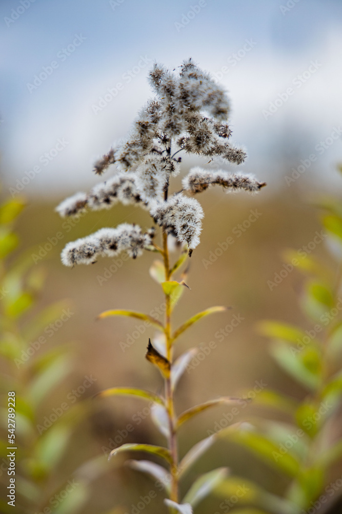 Fototapeta premium Spring in the forest