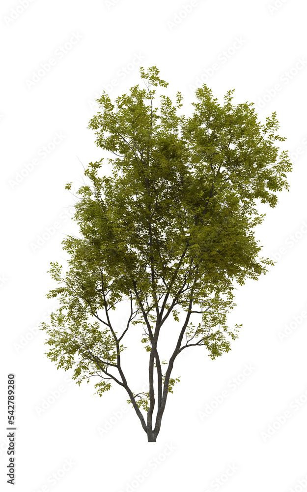 Obraz premium Tree (American Beech) transparent