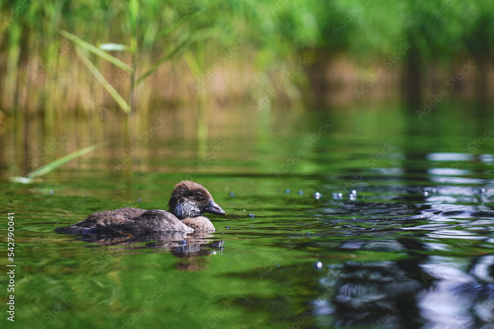 Waterfowl swims in the lake near the reeds in summer. Waterfowl swims in the lake near the reeds in summer.